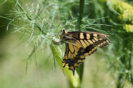 Image 35